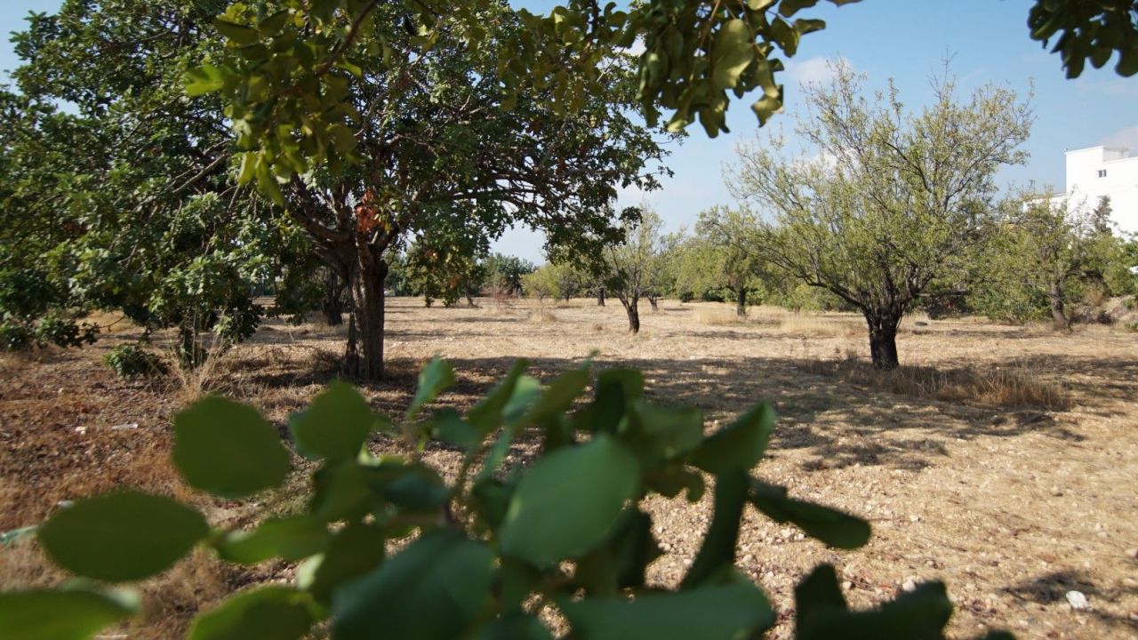 Земля в Пафосе, Кипр, 8 027 м² - фото 2