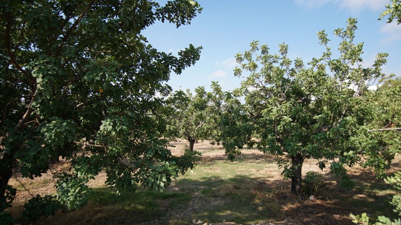 Земля в Пафосе, Кипр, 8 027 м² - фото 4