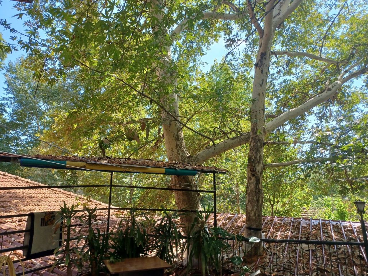 Кафе, ресторан в Лимасоле, Кипр, 380 м² - фото 6