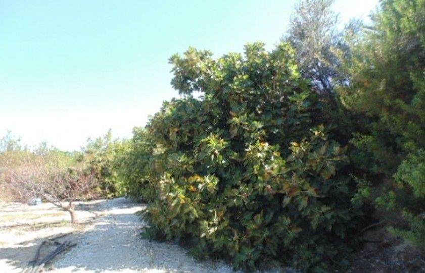 Вилла в Пафосе, Кипр, 300 м² - фото 7