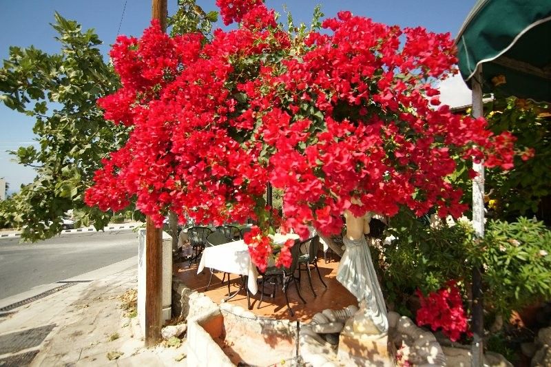 Кафе, ресторан в Пафосе, Кипр, 120 м² - фото 8