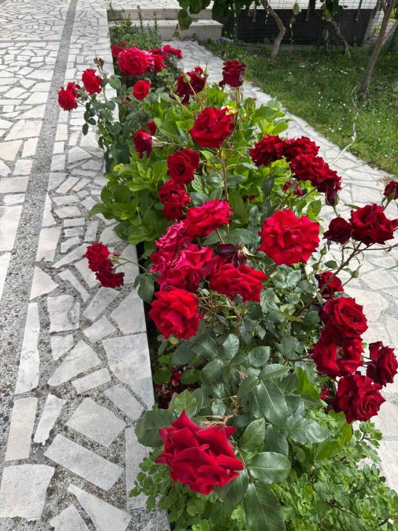 Дом в Баре, Черногория, 153 м² - фото 14