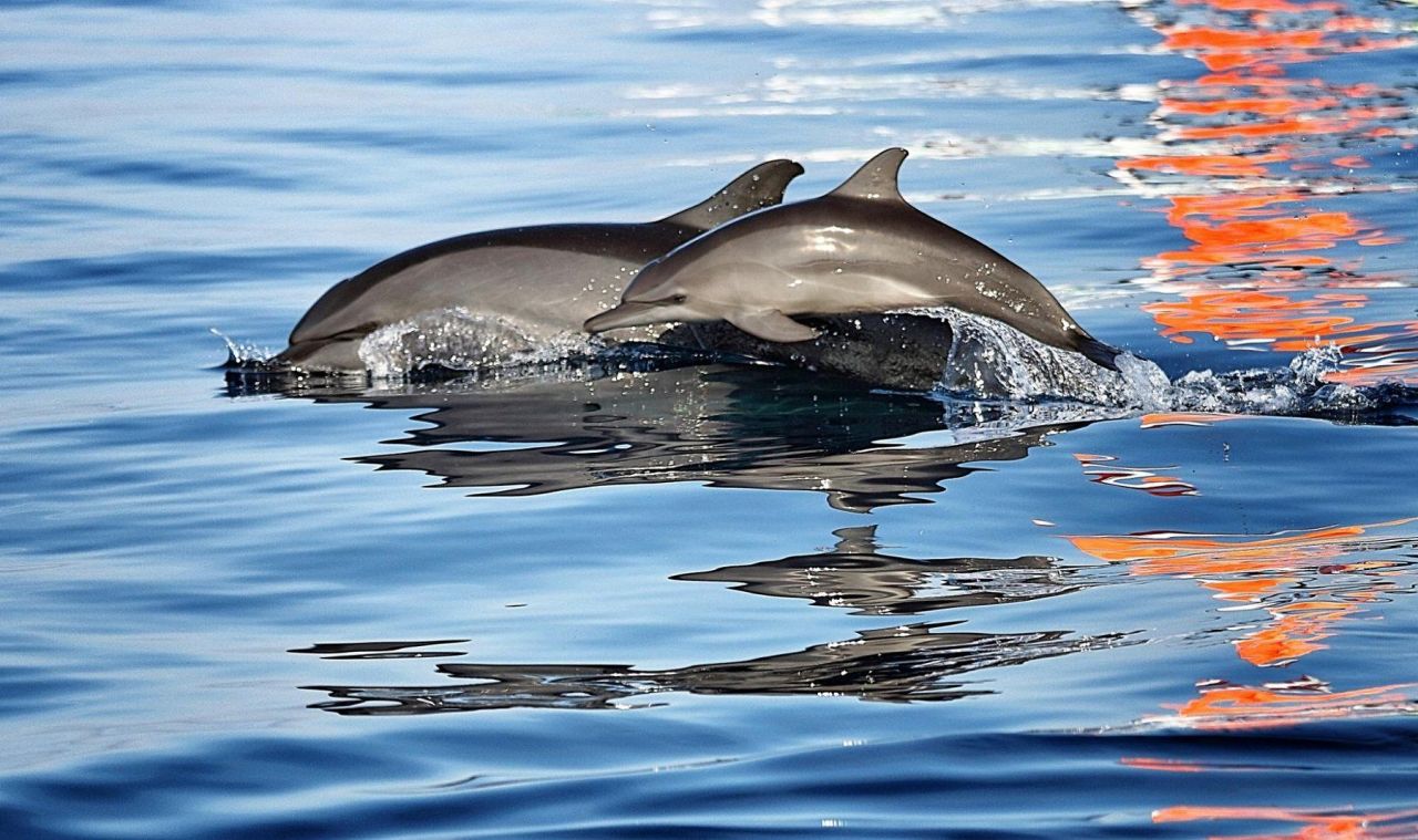 Отель, гостиница в Сингараджа, Индонезия, 9 733 м² - фото 17