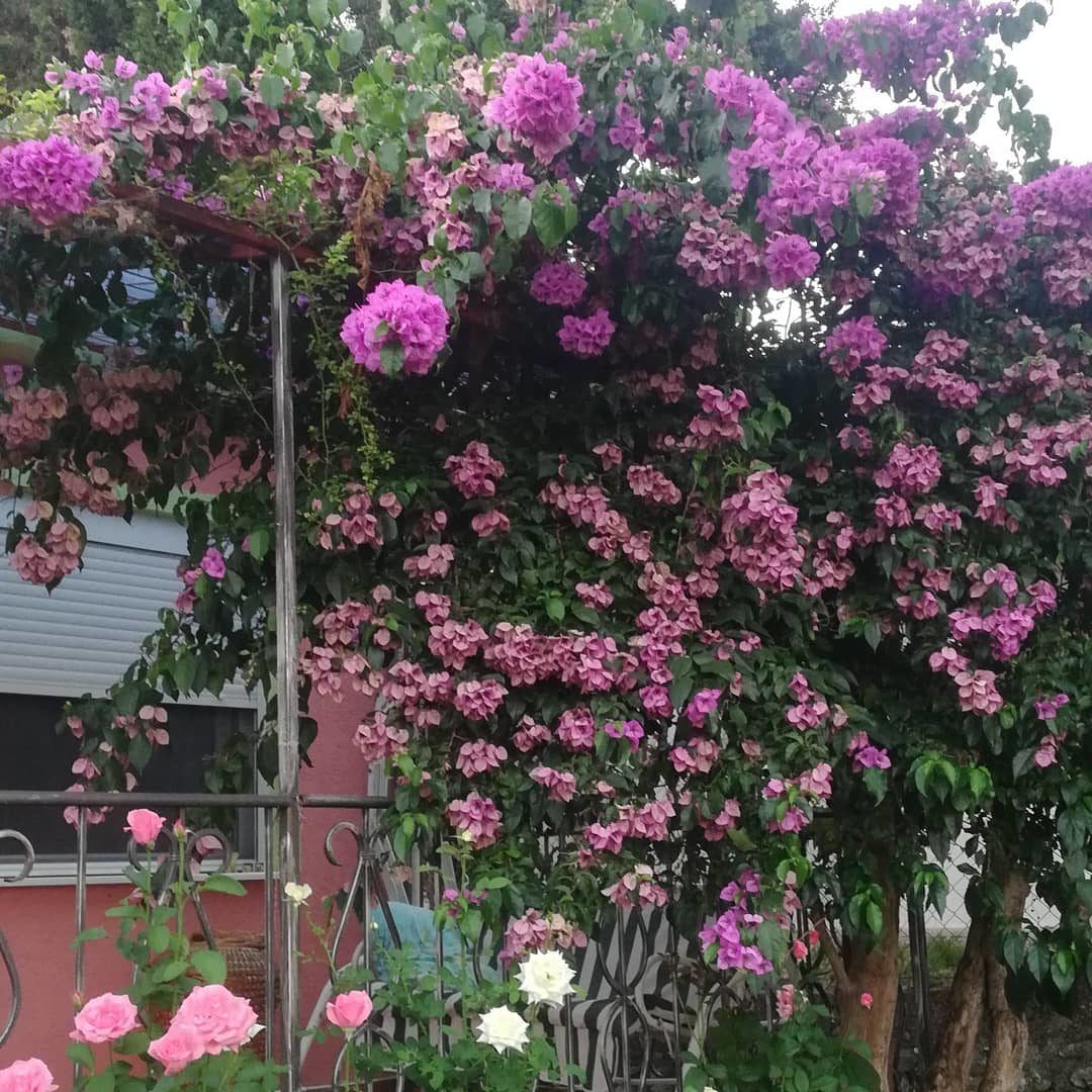 Дом в Сутоморе, Черногория, 60 м² - фото 5