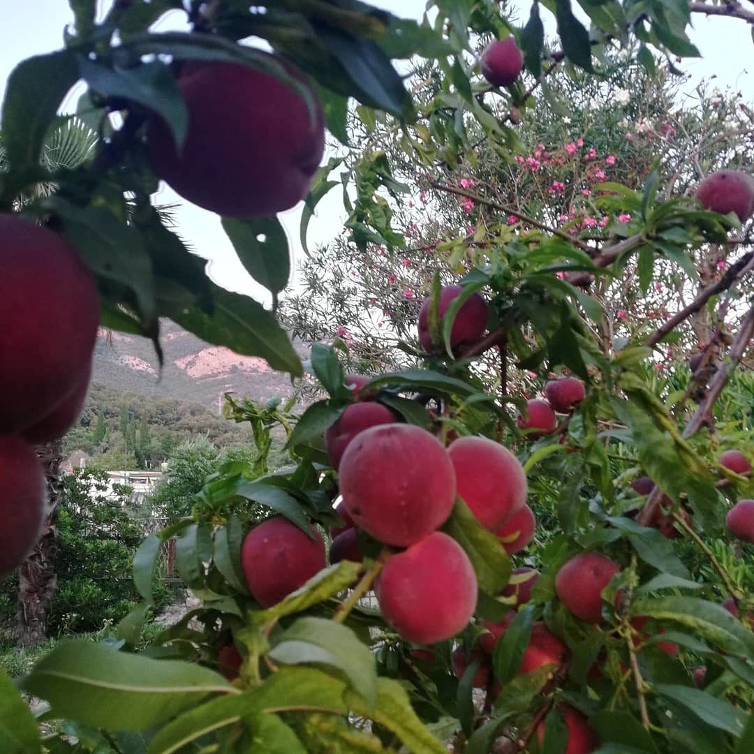 Дом в Сутоморе, Черногория, 60 м² - фото 7