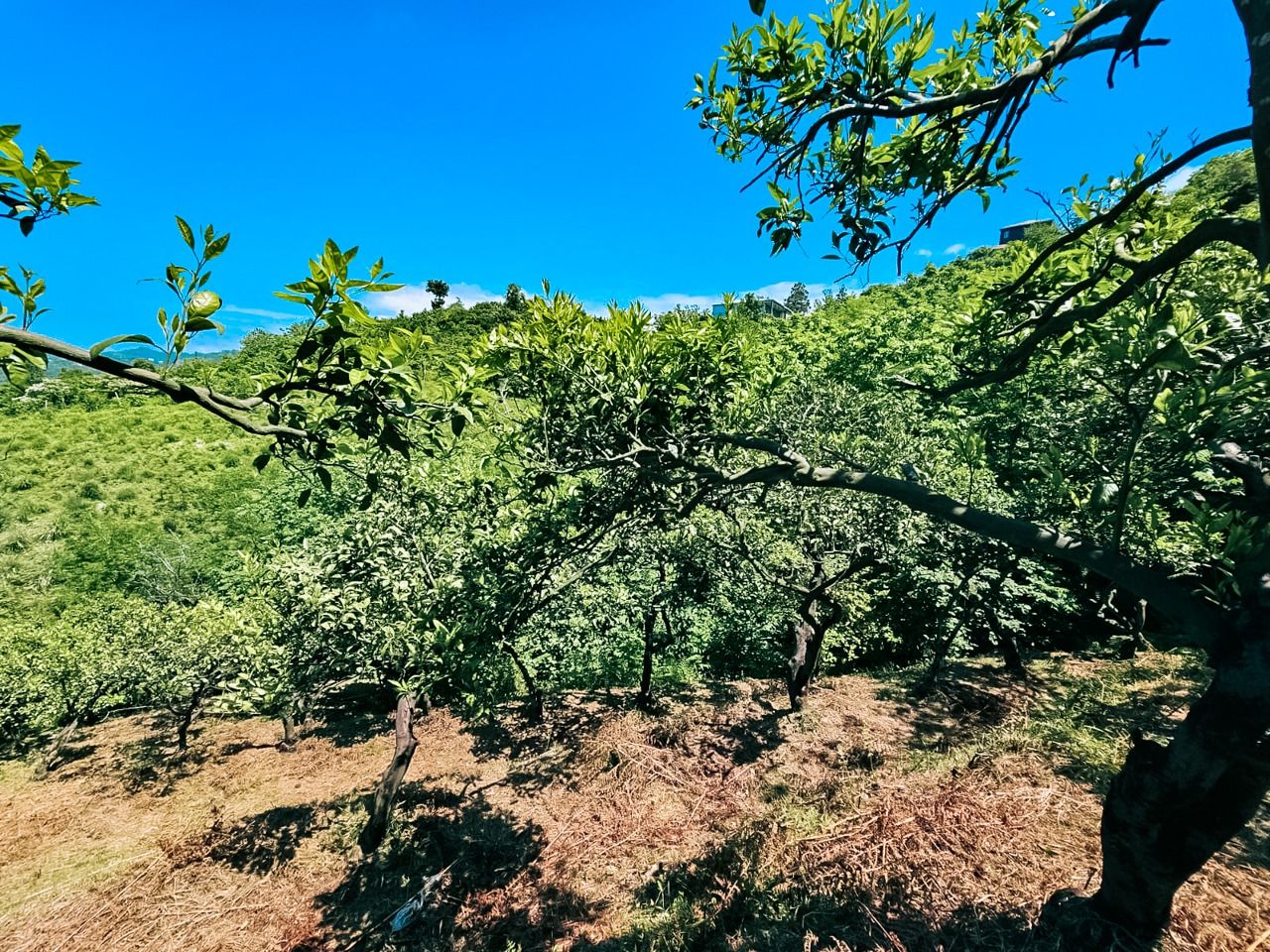 Земля в Батуми, Грузия, 2 800 м² - фото 5