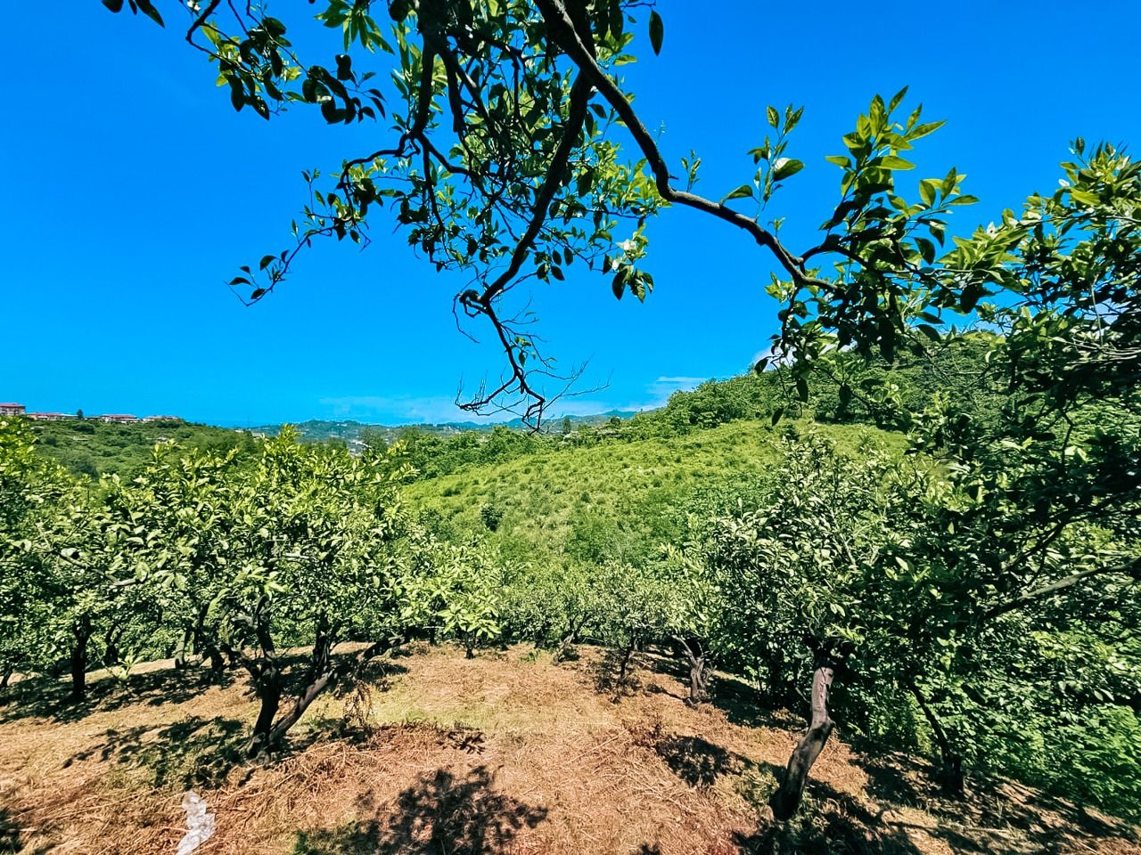 Земля в Батуми, Грузия, 2 800 м² - фото 10