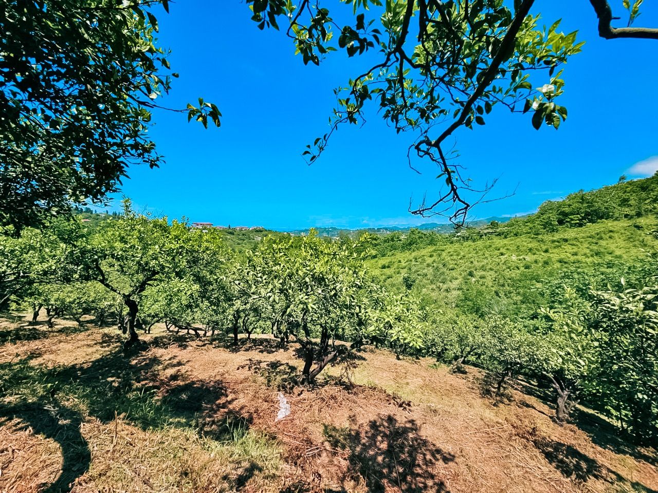 Земля в Батуми, Грузия, 2 800 м² - фото 3