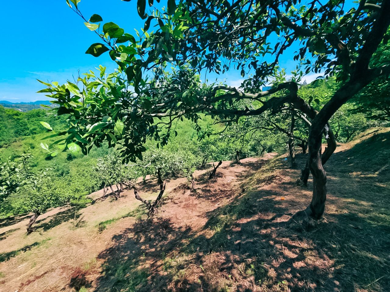 Земля в Батуми, Грузия, 2 800 м² - фото 4