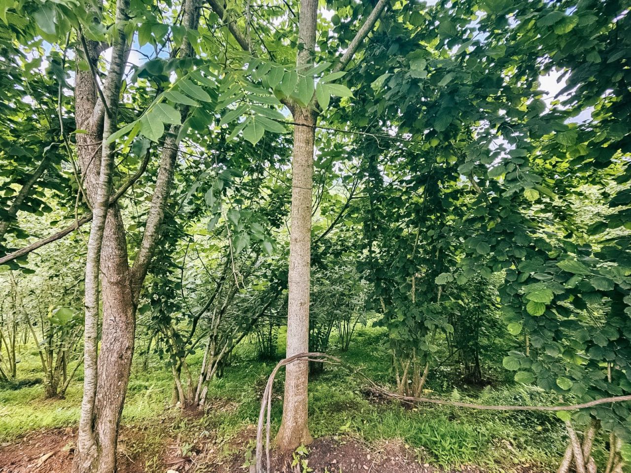 Земля в Батуми, Грузия, 4 195 м² - фото 6