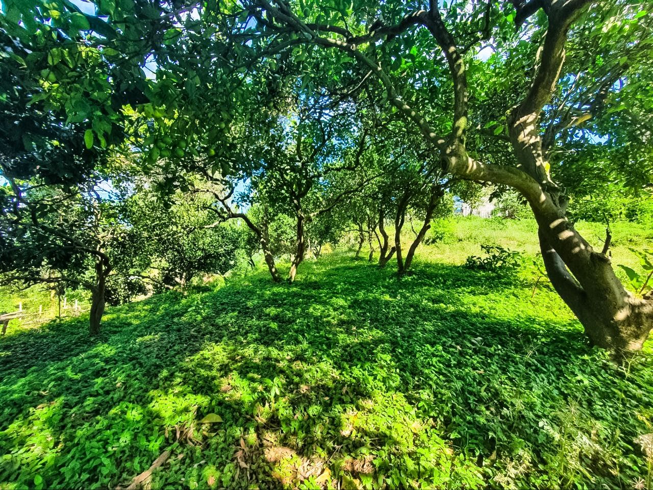 Земля в Батуми, Грузия, 1 366 м² - фото 4