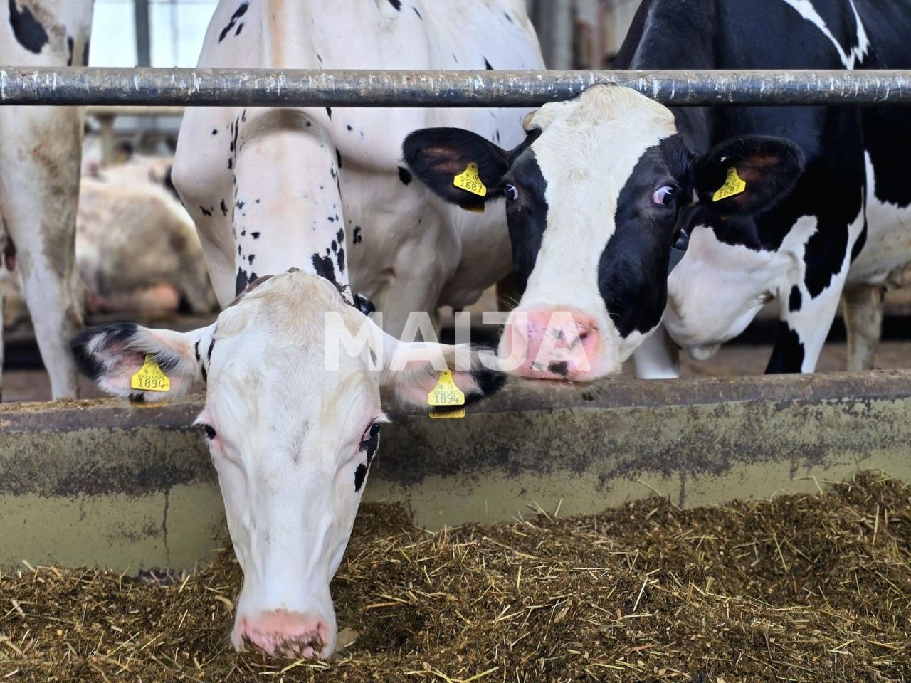 Земля Kabile, Латвия, 5 650 000 м² - фото 7