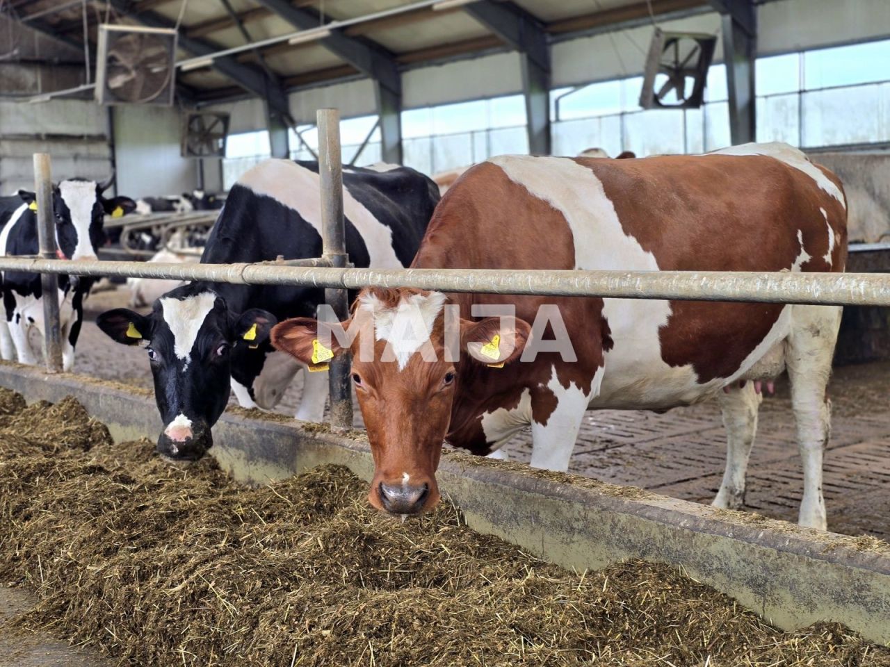 Земля Kabile, Латвия, 5 650 000 м² - фото 8