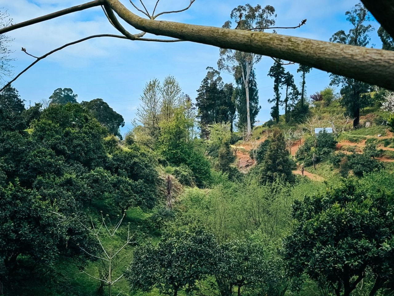 Земля в Батуми, Грузия, 470 м² - фото 3