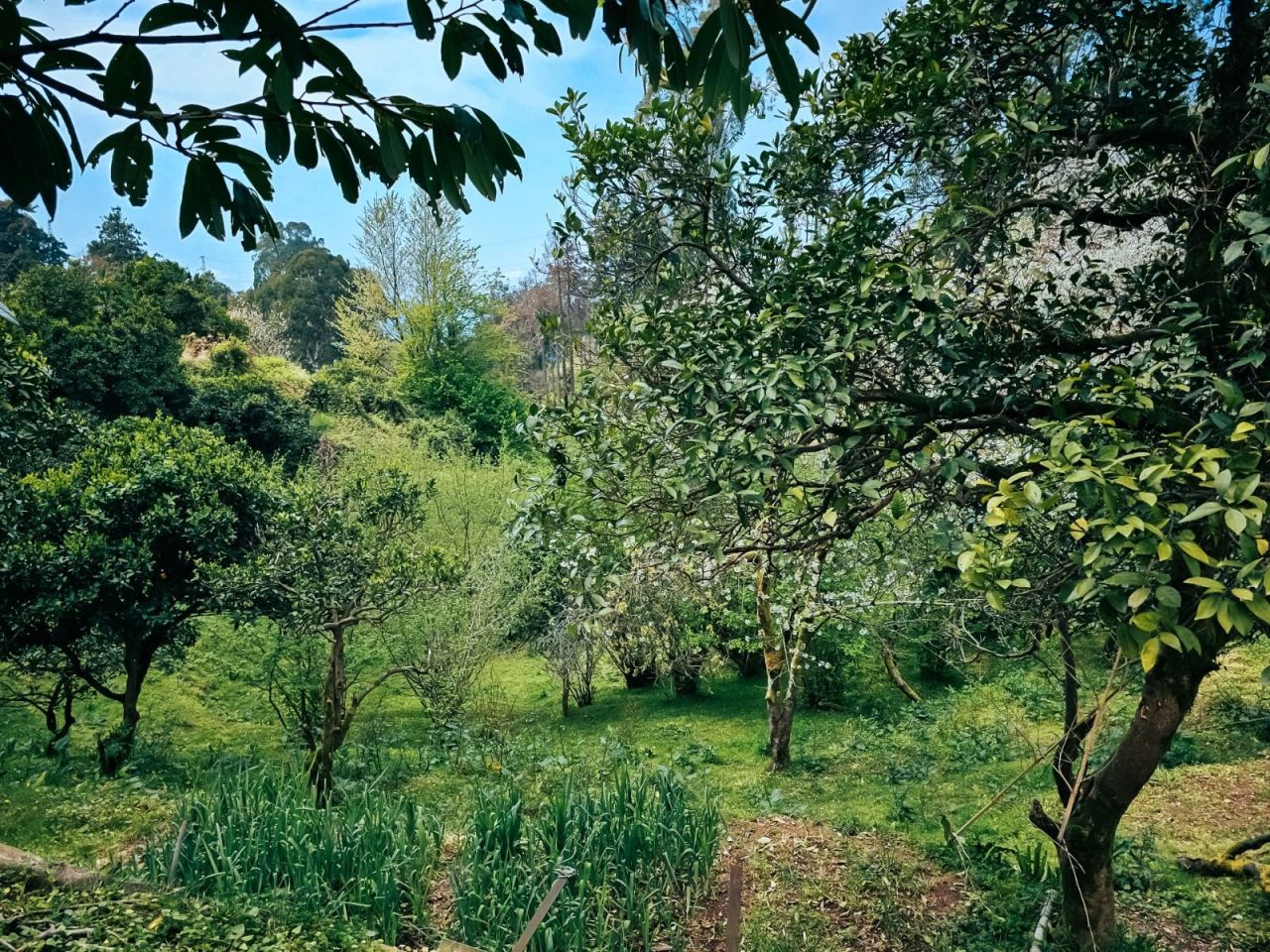 Земля в Батуми, Грузия, 470 м² - фото 4