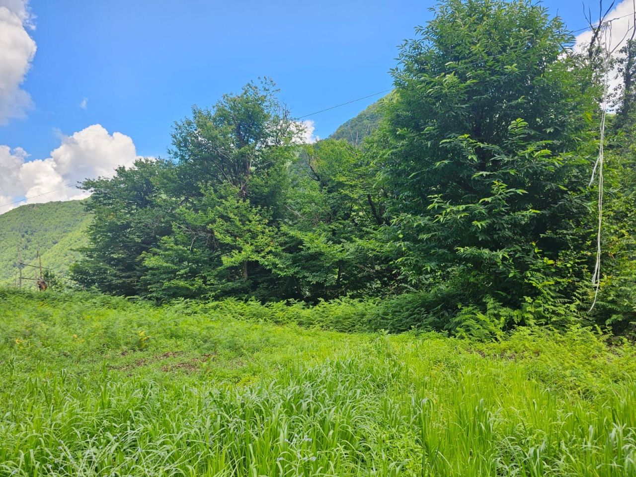 Земля в Батуми, Грузия, 2 800 м² - фото 5