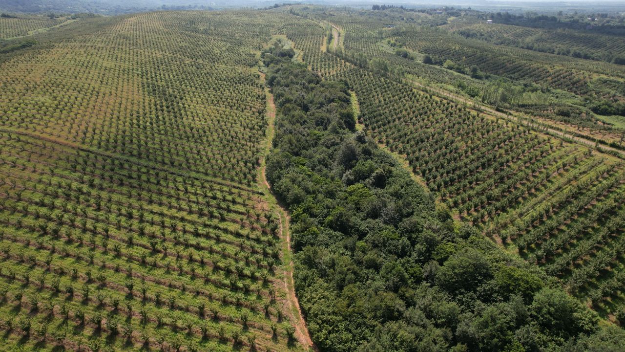 Коммерческая недвижимость в Хобском муниципалитете, Грузия, 2 080 000 м² - фото 4