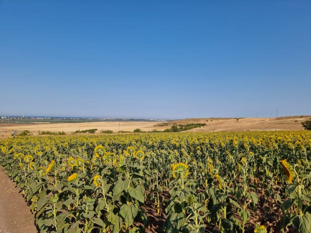 Земля Тънково, Болгария, 11 250 м² - фото 6