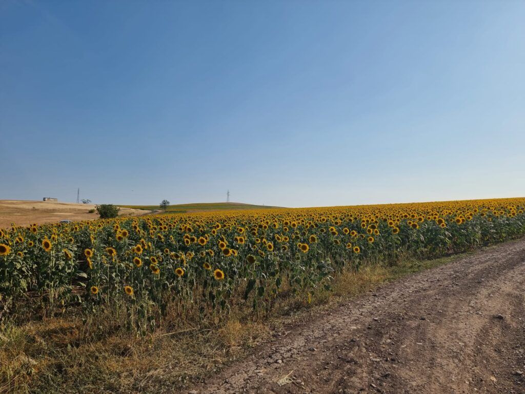 Земля Тънково, Болгария, 11 250 м² - фото 10
