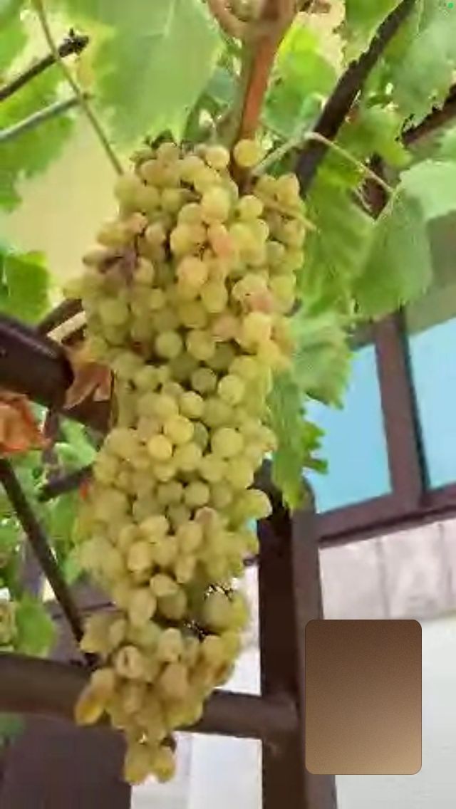 Дом в Бечичи, Черногория, 237 м² - фото 14