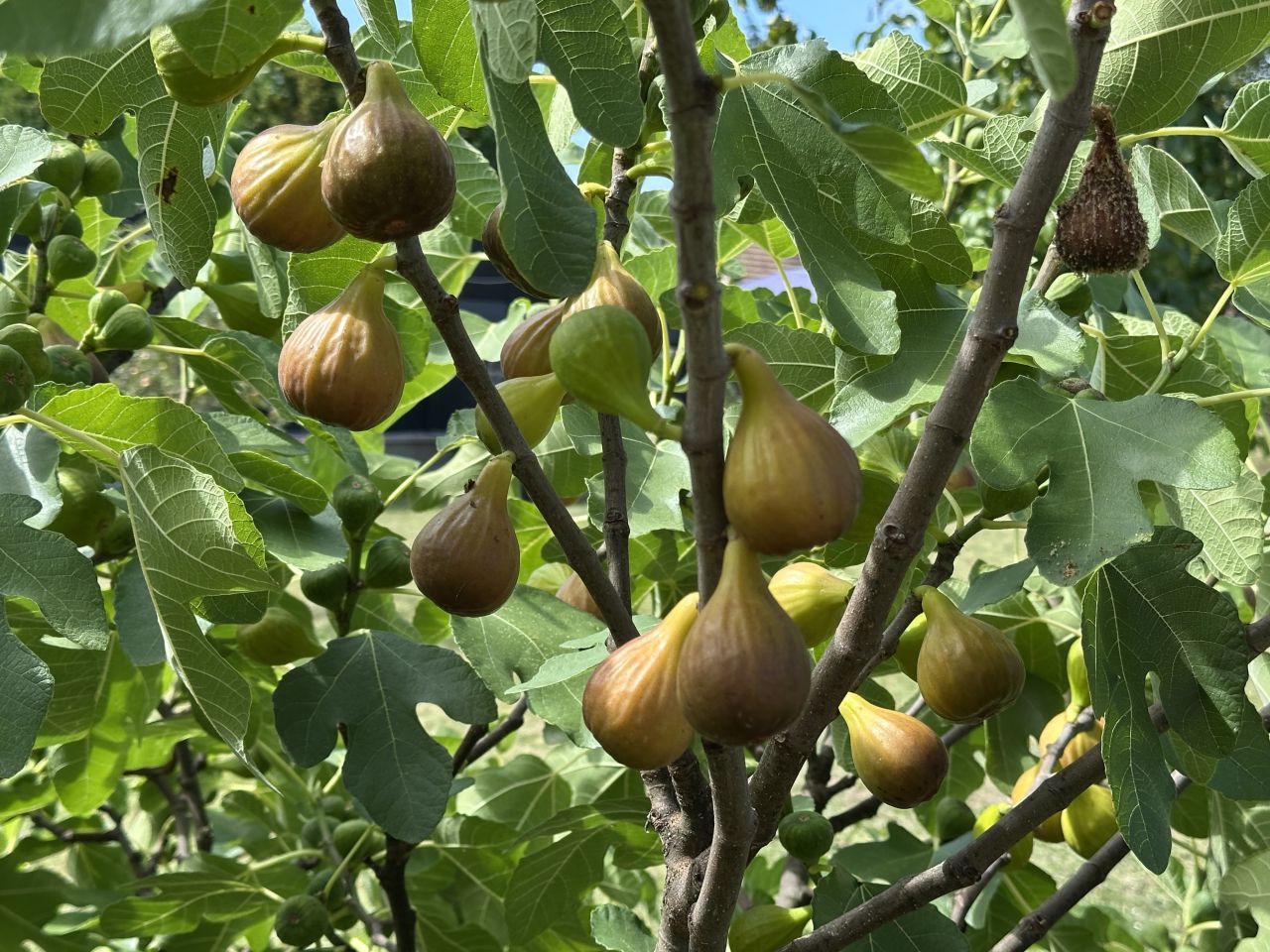 Вилла в Залачани, Венгрия, 350 м² - фото 2