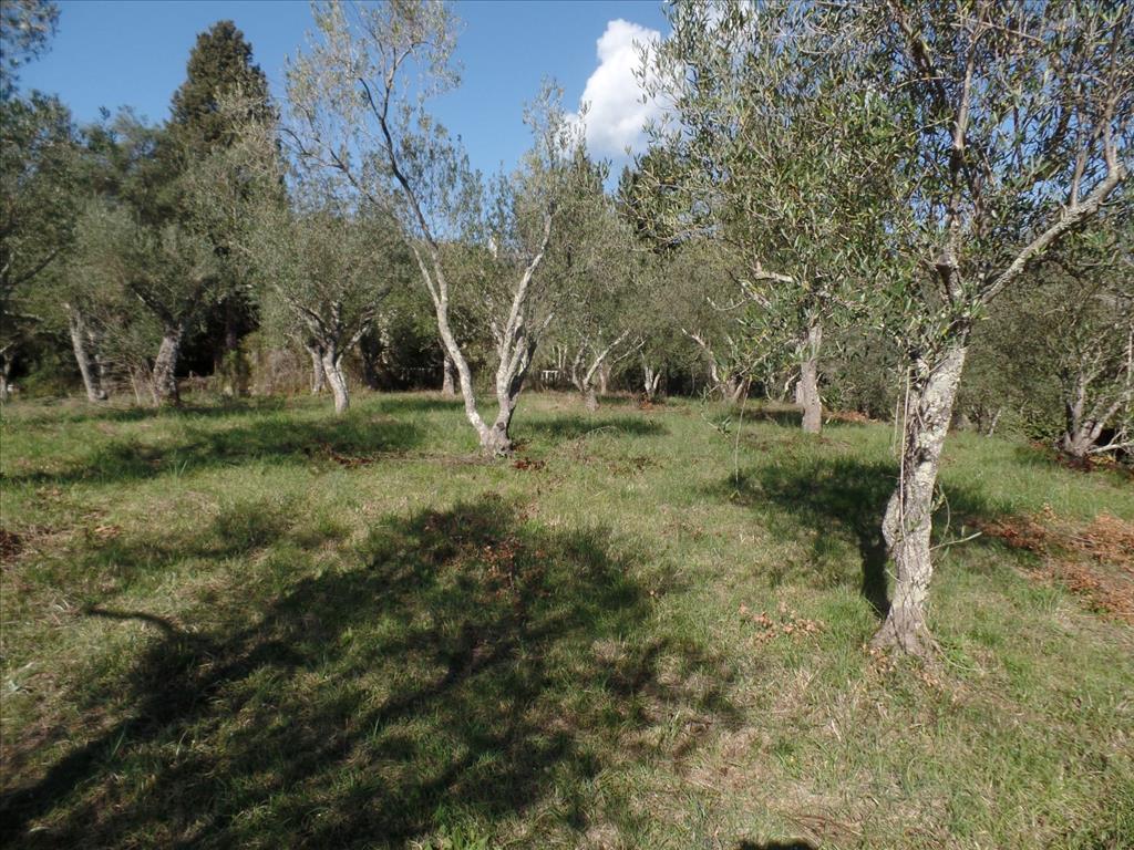 Земля на Корфу, Греция, 4 900 м² - фото 2