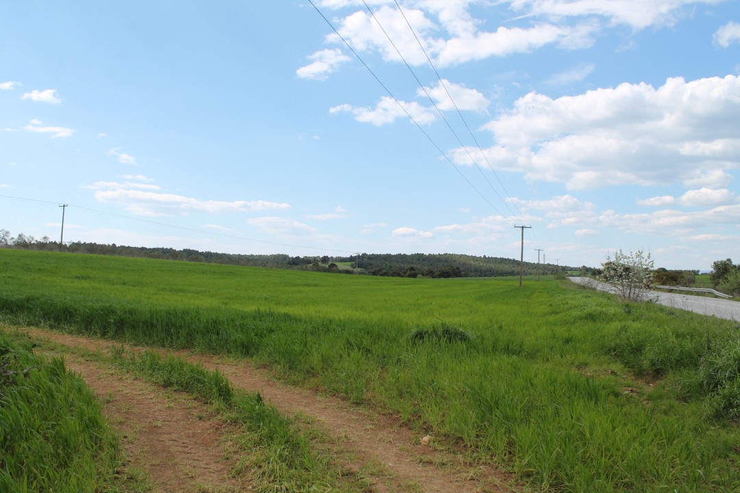 Земля на Кассандре, Греция, 7 500 м² - фото 2