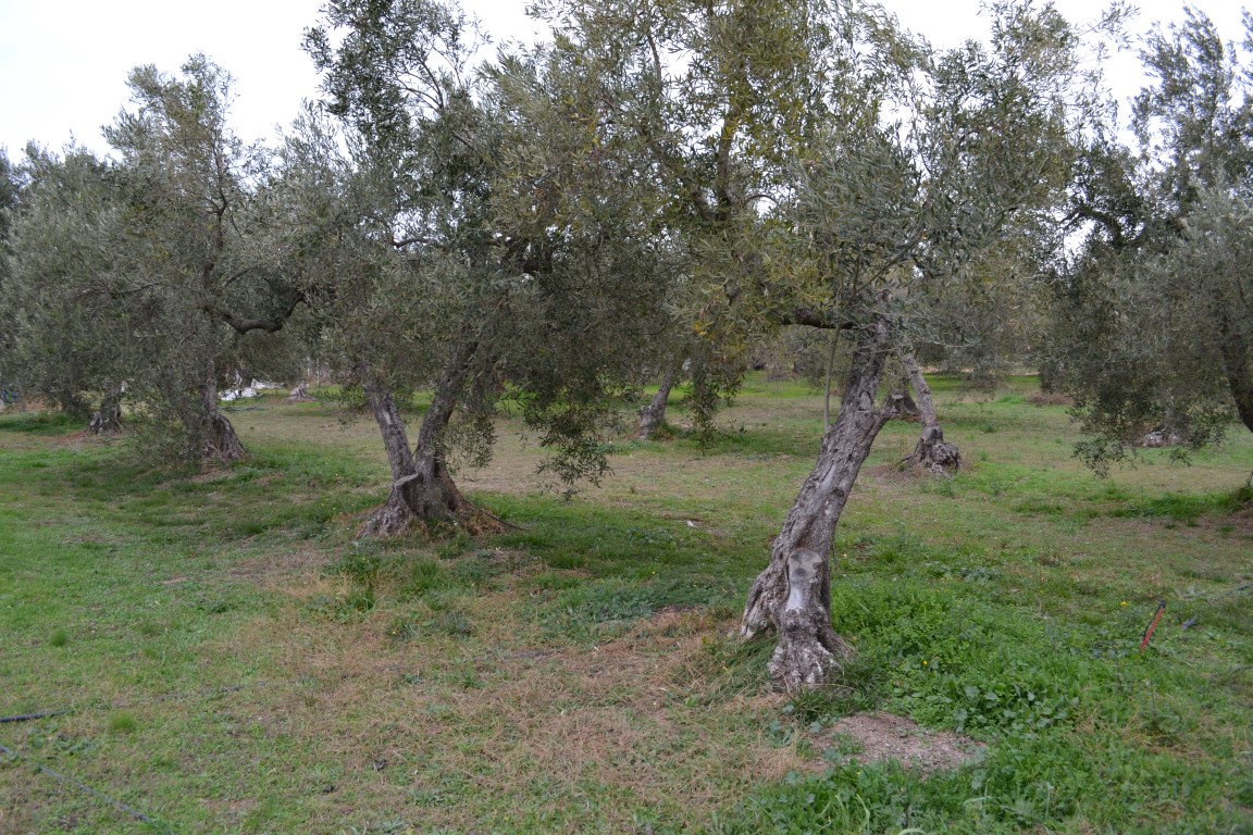 Земля в Ситонии, Греция, 2 700 м² - фото 4