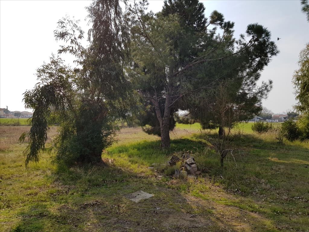 Дом в Ситонии, Греция, 190 м² - фото 5