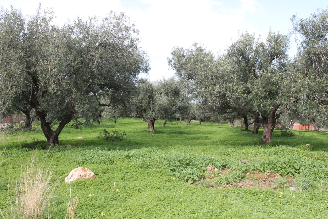 Земля в Ираклионе, Греция, 2 456 м² - фото 5