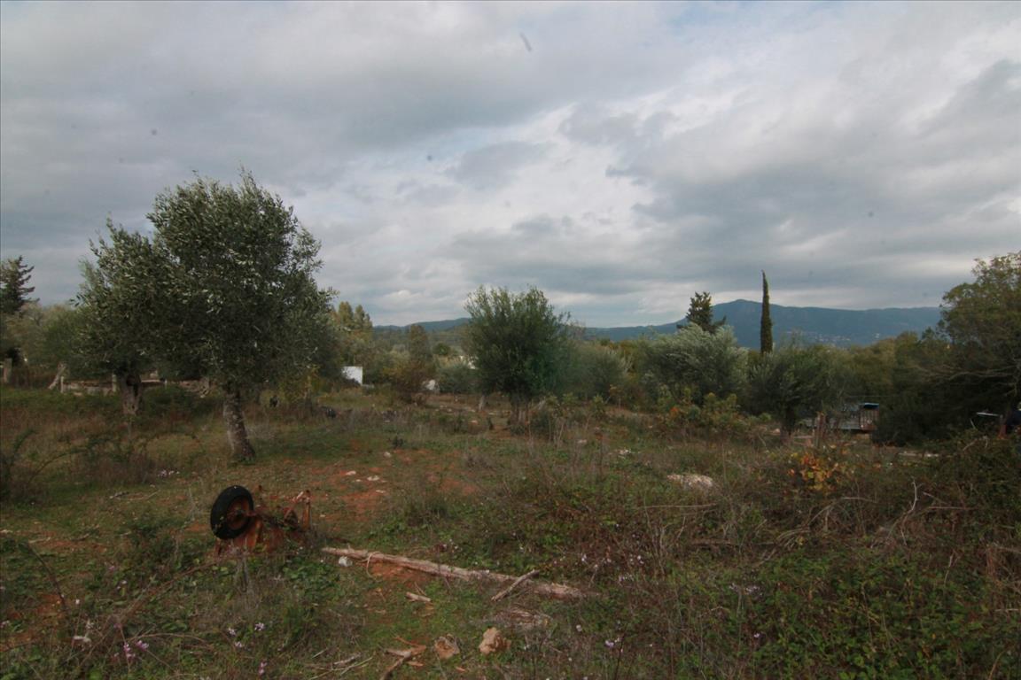 Земля на Корфу, Греция, 6 500 м² - фото 7