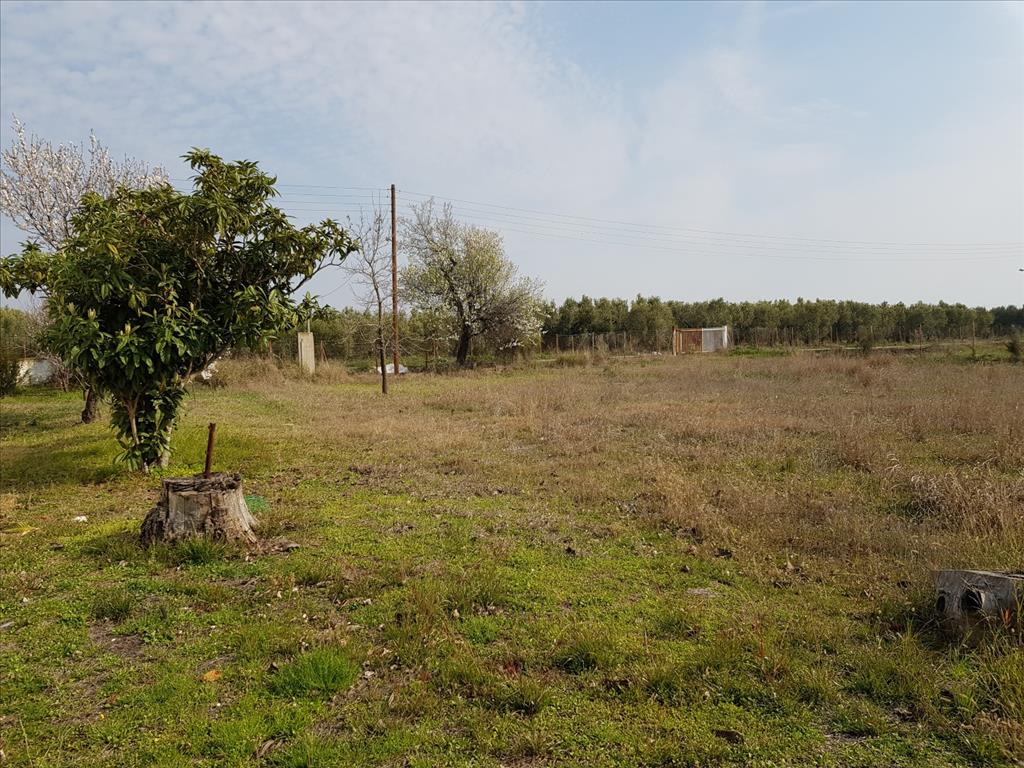 Дом в Ситонии, Греция, 190 м² - фото 7