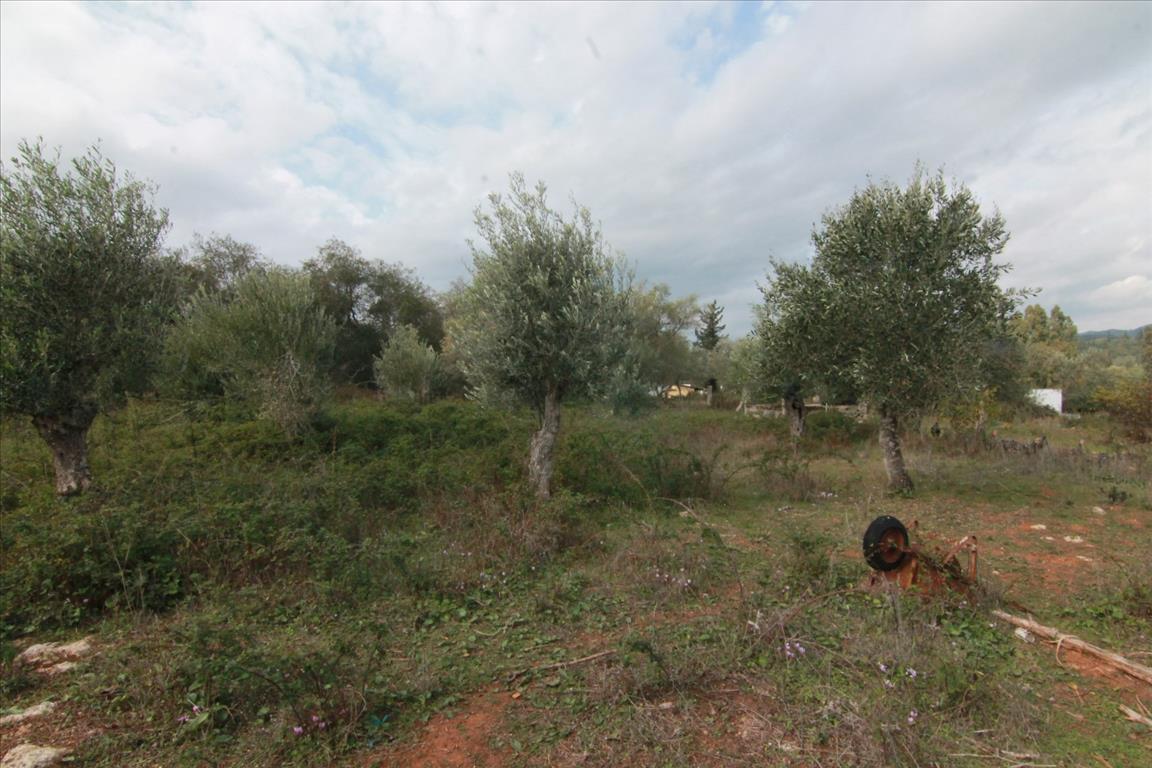 Земля на Корфу, Греция, 6 500 м² - фото 8