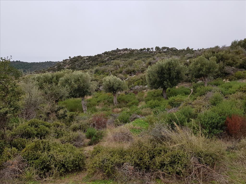 Земля в Ситонии, Греция, 12 500 м² - фото 10