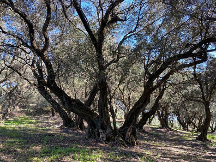 Земля на Корфу, Греция, 95 095 м² - фото 12