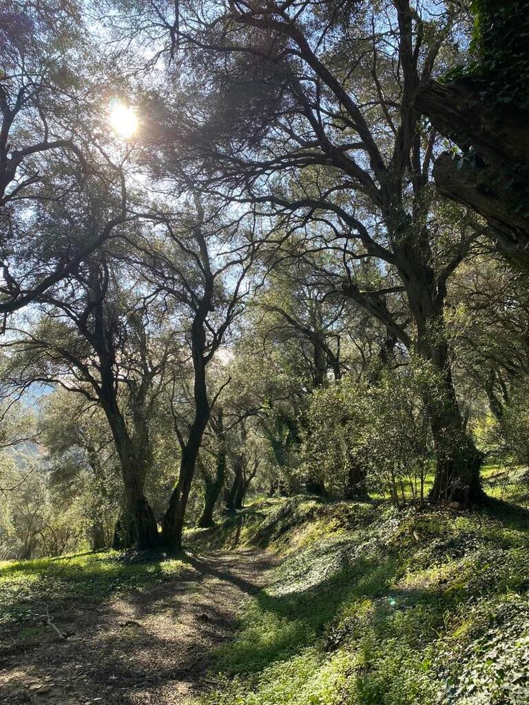 Земля на Корфу, Греция, 95 095 м² - фото 14