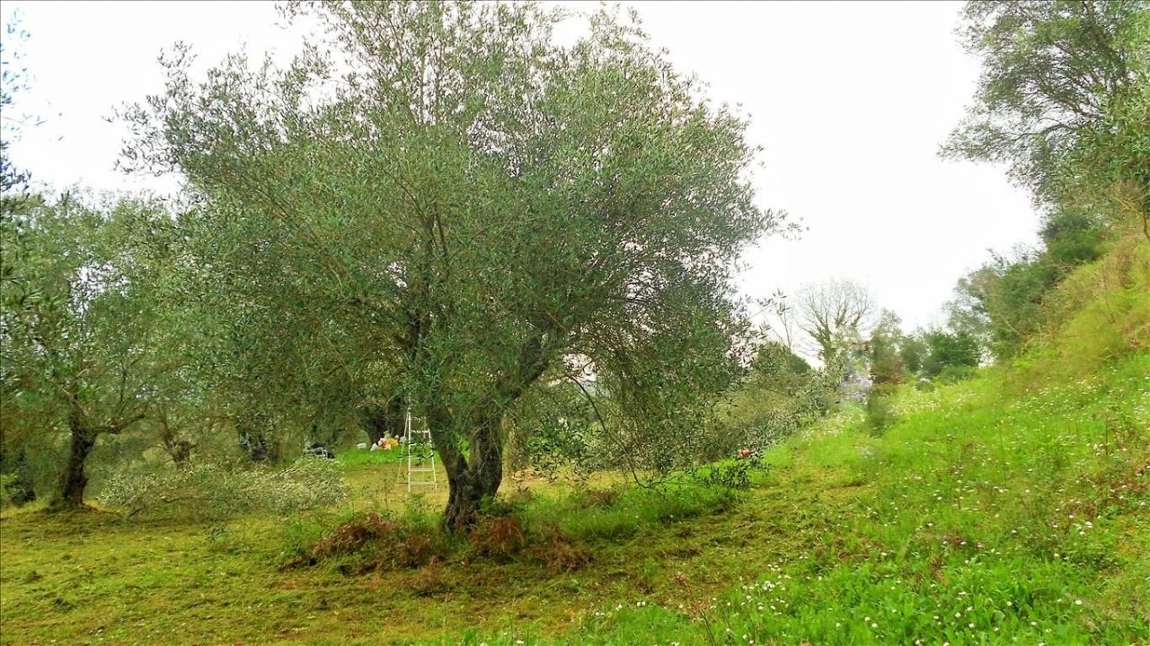 Земля на Корфу, Греция, 10 500 м² - фото 2