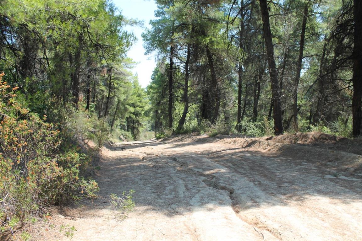 Земля на Кассандре, Греция, 13 000 м² - фото 5