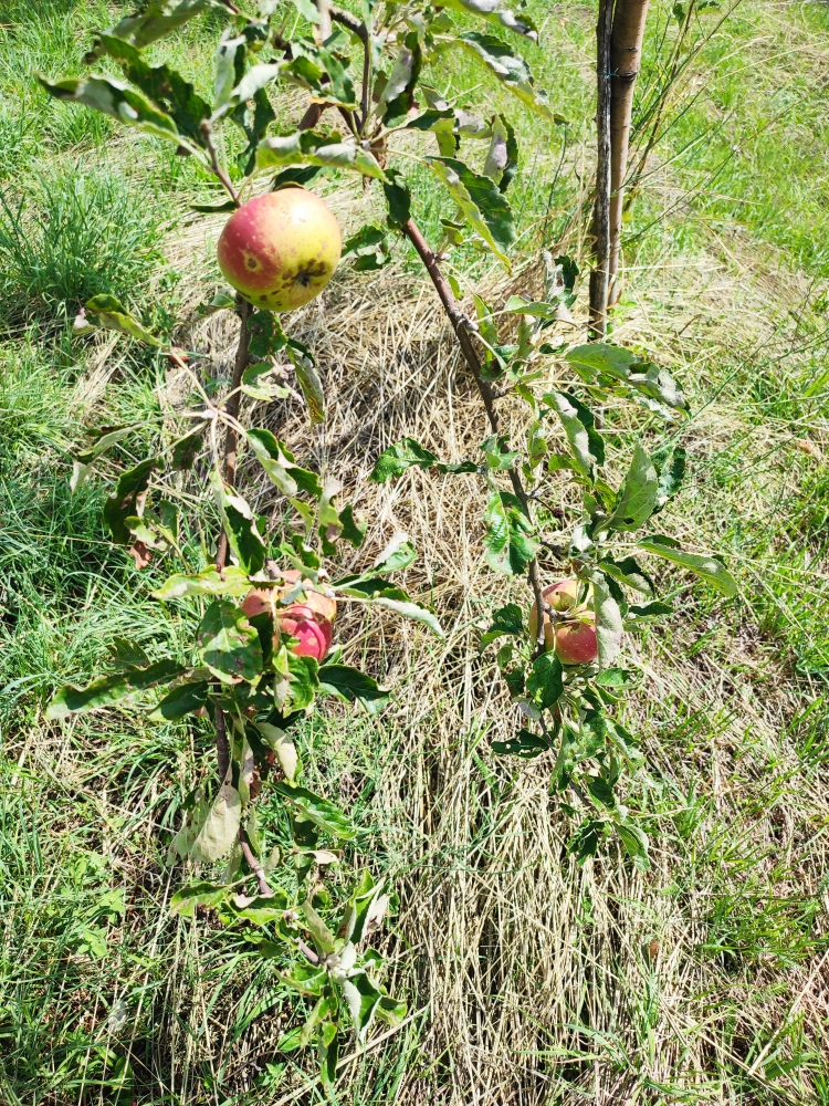 Дом под реконструкцию в Никшиче, Черногория, 136 м² - фото 16