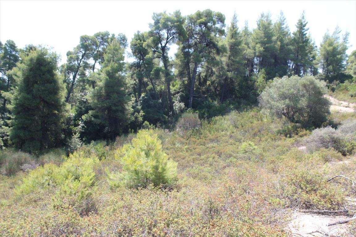 Земля на Кассандре, Греция, 13 000 м² - фото 12