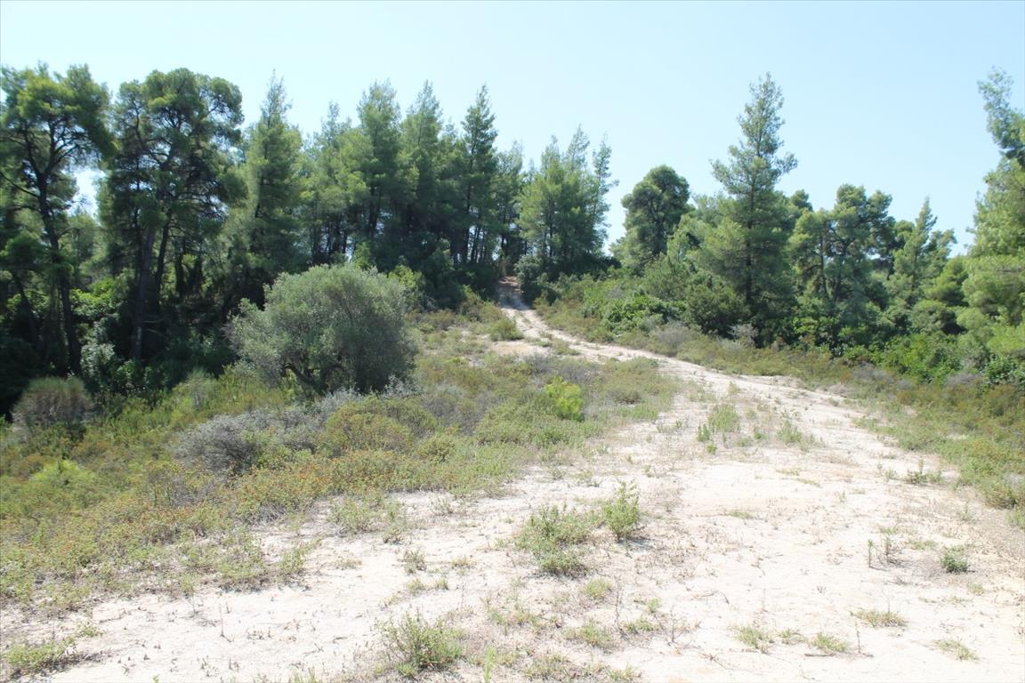 Земля на Кассандре, Греция, 13 000 м² - фото 15