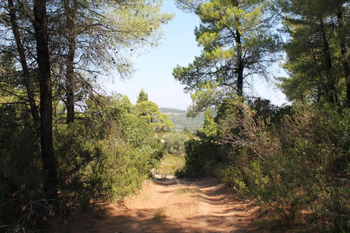 Земля на Кассандре, Греция, 13 000 м² - фото 16