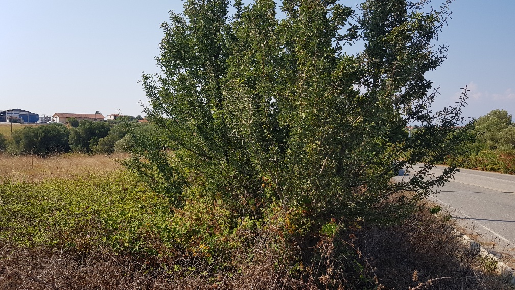 Земля на Кассандре, Греция, 3 255 м² - фото 1