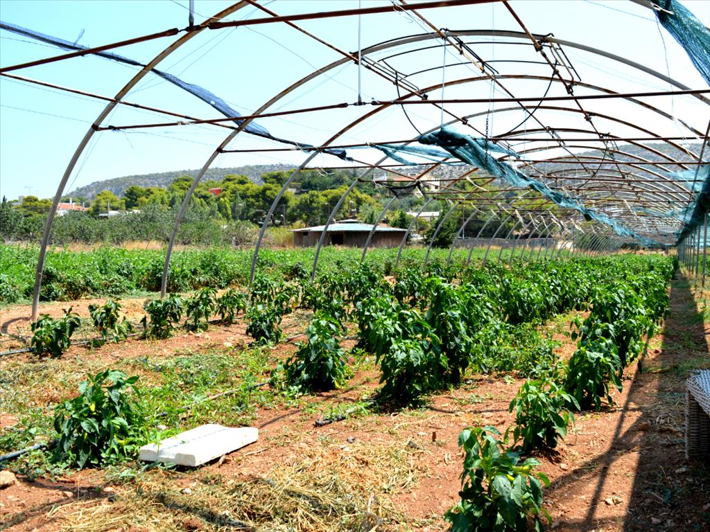 Земля в Аттике, Греция, 4 000 м² - фото 2