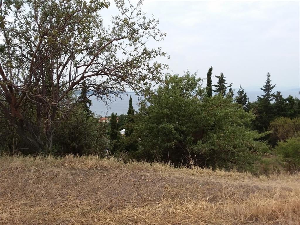 Земля на Халкидиках, Греция, 13 000 м² - фото 2