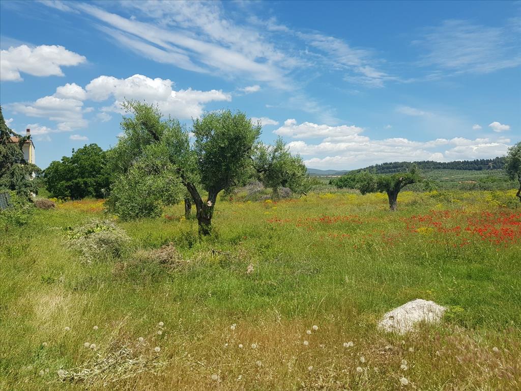 Земля в Ситонии, Греция, 449 м² - фото 2