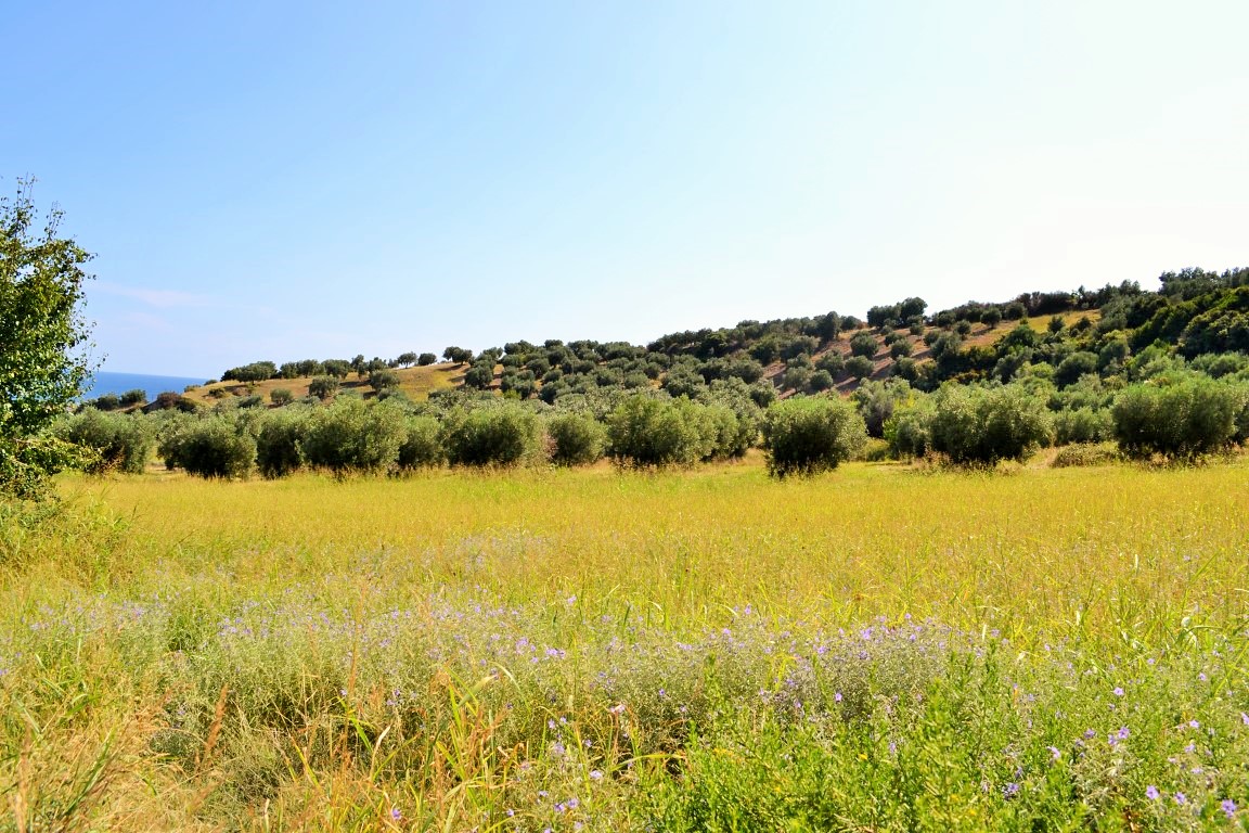 Земля на Кассандре, Греция, 4 013 м² - фото 2