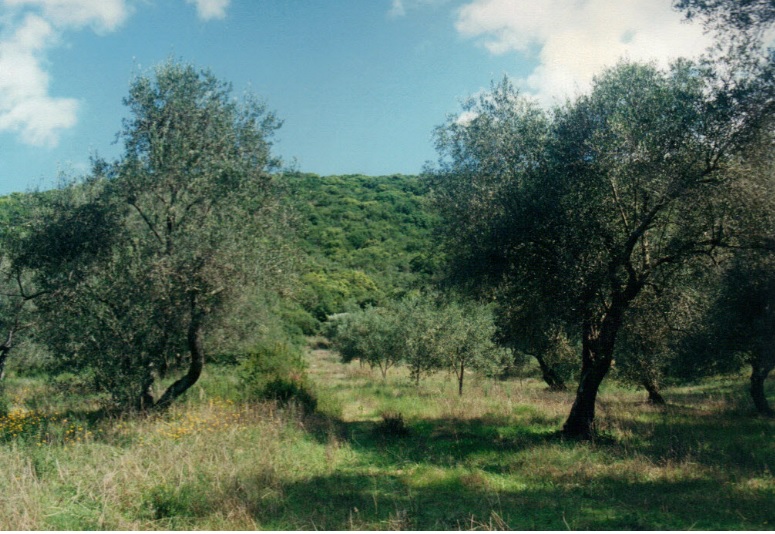 Земля на Корфу, Греция, 68 000 м² - фото 2