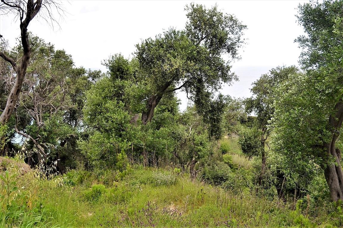 Земля на Корфу, Греция, 5 000 м² - фото 2