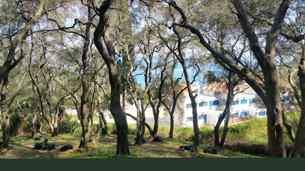 Земля на Корфу, Греция, 7 000 м² - фото 2